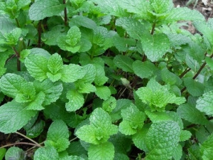 ���ɵĹ�Ч�����ú�Ӫ����ֵ