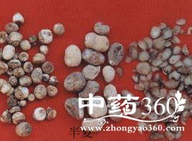 半夏的药用价值与功效