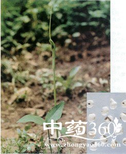 半夏的药用价值与功效