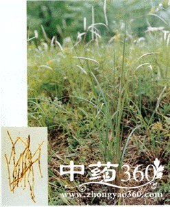 白茅根的药用价值与功效