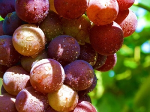 �＾���������Ʒ�