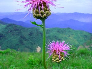 ©«�Ĺ�Ч������