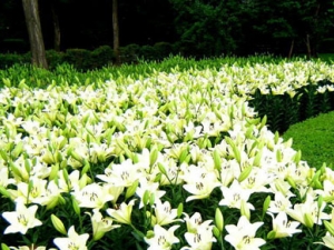 �ٺϵĹ�Ч������