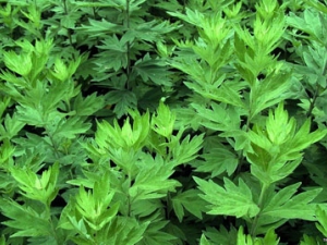 ��Ҷ�Ĺ�Ч������