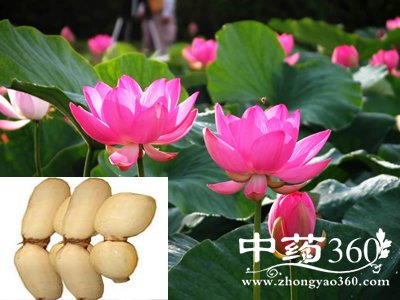 <a href='https://m.zhongyao360.com/z/oujie/'>ź</a>źڵĹЧ