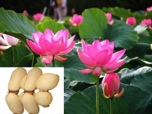 ź�ڵĹ�Ч������