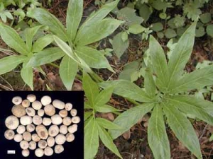 ���ĵĹ�Ч������