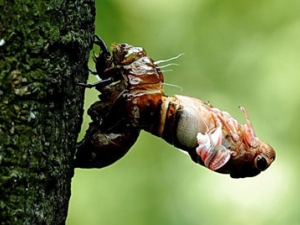 ���ɵĹ�Ч������