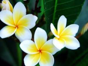 �������Ĺ�Ч������