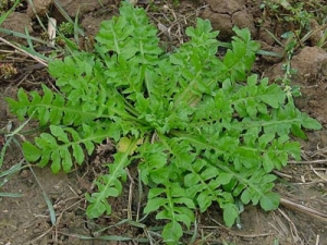 ���˵Ĺ�Ч������