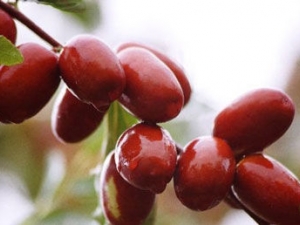 ��ҽ����������ٳԴ���