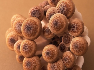 �㹽��Ӫ����ֵ