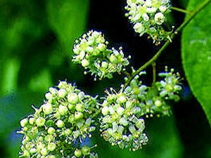 ����ҩ�಻��Ӱ�쾫Һ����