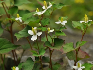 ���ȲݵĹ�Ч���������