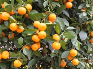 ��۵�Ӫ����ֵ��ʳ�ý���