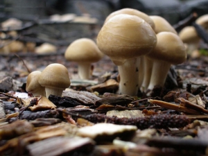 Ģ�����ж���ά����