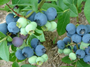 ��ݮ������ά�ֽ����ļ���