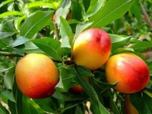 ���ҵ�Ӫ����ֵ����Щ