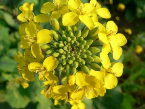 �Ͳ˵�Ӫ����ֵ����Щ