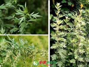 ��ҶӪ��������ʳ������