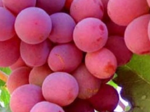 ����Ĺ�Ч��Ӫ����ֵ