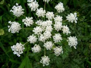 ��ʭ�Ĺ�Ч������