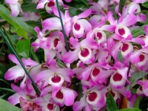 ����ʯ���Ĺ�Ч������