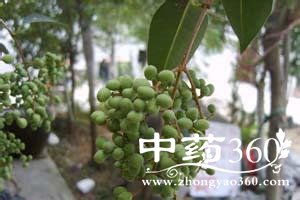 <a href='https://m.zhongyao360.com/z/nvzhenzi/'>Ů</a>빦Ч