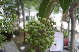 ��ҩŮ���ӵ������빦Ч