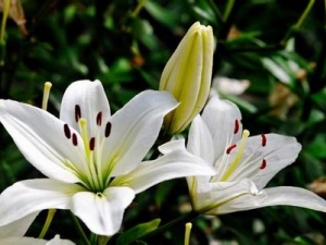 ��ҽ�������ʶ����ٰٺ�