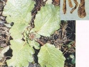 ��ľ��Ĺ�Ч������