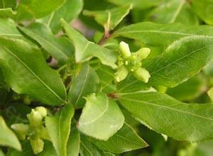 ��ҩ������Ĺ�Ч������