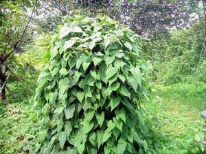 ҹ���ٵĹ�Ч