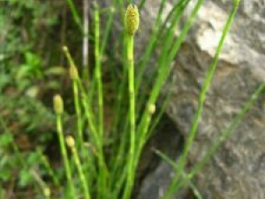 ��ҩľ���Ĺ�Ч������