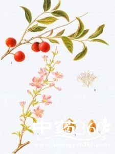 <a href='https://m.zhongyao360.com/z/yuliren/'></a>ĹЧ