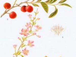 �����ʵĹ�Ч������