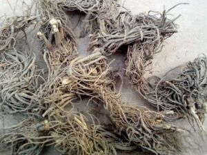 ޻���Ĺ�Ч������