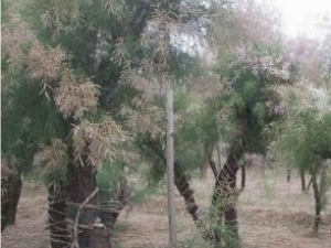 �������Ĺ�Ч������