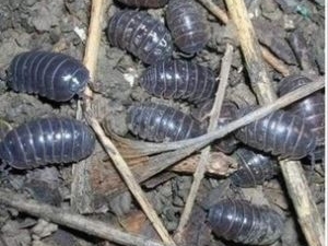 �󸾳�Ĺ�Ч������