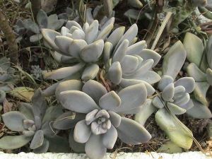 ʯ�����Ĺ�Ч������