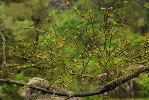 �μ����������빦Ч