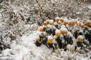 ����ѩ�յĹ�Ч������