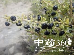 <a href='https://www.zhongyao360.com/z/gouqi/' target='_blank'></a>ĹЧ