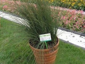 ��о�ݵĹ�Ч������