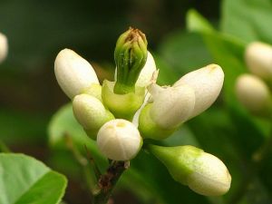 ���ֻ��Ĺ�Ч������