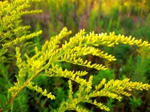 һ֦�ƻ��Ĺ�Ч������