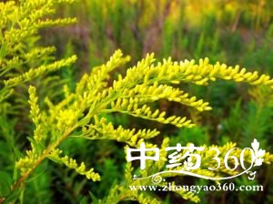 <a href='https://m.zhongyao360.com/z/yizhihuanghua/'>һ֦ƻ</a>ĹЧ