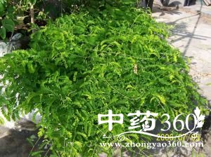 <a href='https://www.zhongyao360.com/z/jigucao/' target='_blank'>ǲ</a>