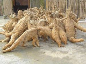 �ɸ�Ĺ�Ч������