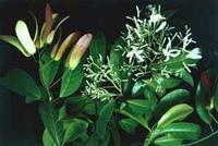 <a href='https://www.zhongyao360.com/z/qingpi/' target='_blank'>青皮</a>